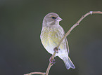 greenfinch