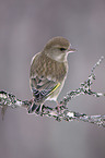 greenfinch