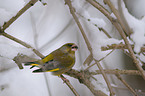 greenfinch