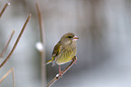 greenfinch