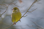 European greenfinch