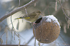 European greenfinch