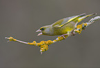 European greenfinch