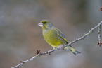 European greenfinch