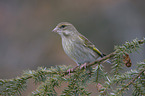 European greenfinch