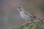 European greenfinch