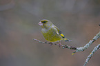 European greenfinch