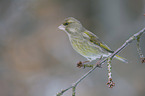 European greenfinch