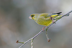 European greenfinch