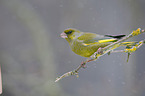 European greenfinch