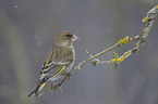 European greenfinch