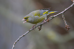 European greenfinch