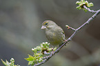 European greenfinch