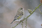 European greenfinch