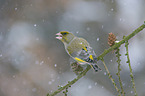 European greenfinch