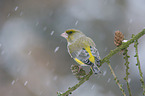 European greenfinch