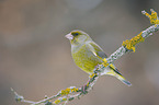 European greenfinch