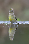 European greenfinch