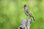 sitting Greenfinch