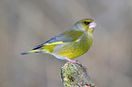 European greenfinch