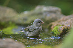 European greenfinch