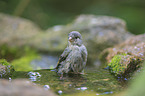 European greenfinch