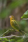 European greenfinch