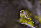 European greenfinch