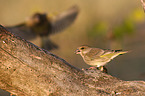 European greenfinch