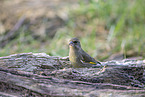 common greenfinch
