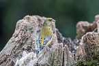 common greenfinch