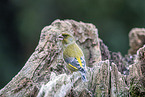 common greenfinch