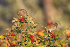 Greenfinch