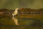 greenfinch