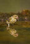 greenfinch