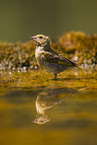 greenfinch