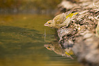 greenfinch
