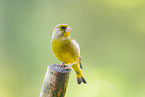 greenfinch