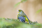 greenfinch