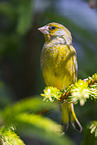greenfinch