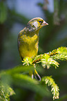 greenfinch