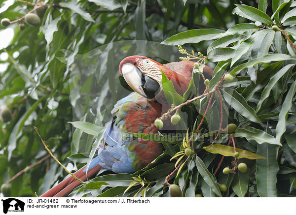 red-and-green macaw / JR-01462