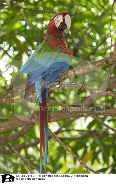 red-and-green macaw / JR-01463