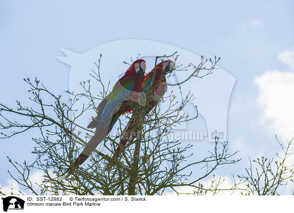 crimson macaw Bird Park Marlow / SST-12882