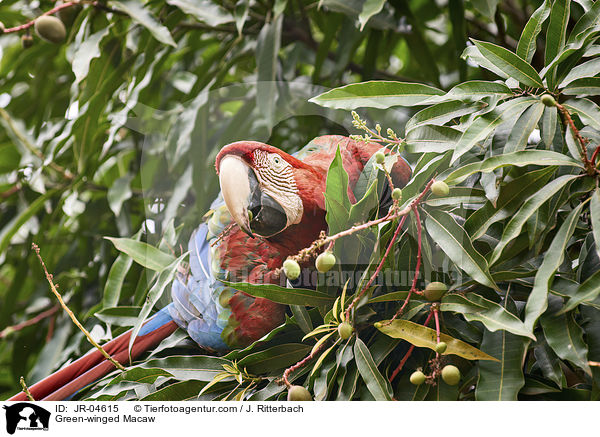 Green-winged Macaw / JR-04615