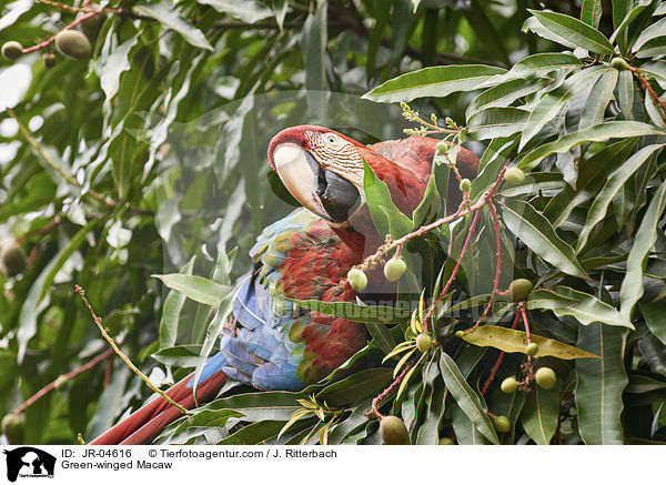 Grnflgelara / Green-winged Macaw / JR-04616