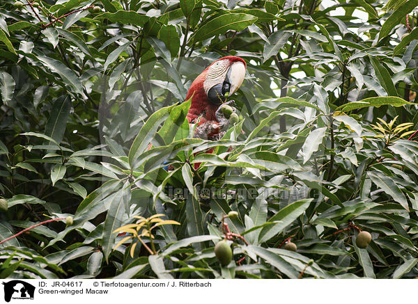 Grnflgelara / Green-winged Macaw / JR-04617