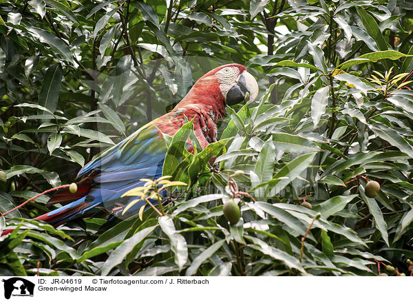 Grnflgelara / Green-winged Macaw / JR-04619