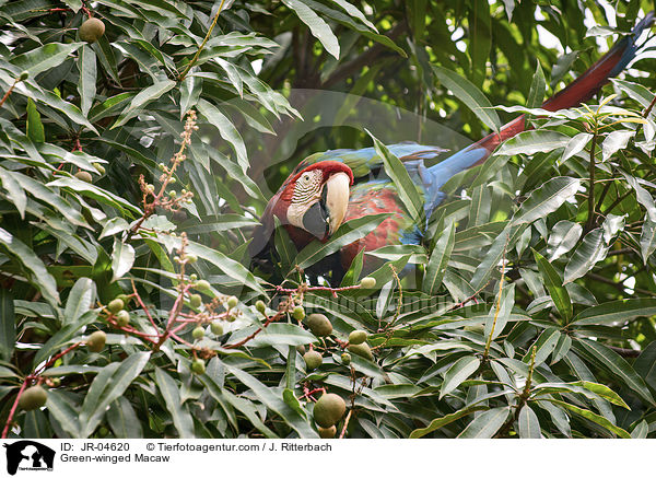 Grnflgelara / Green-winged Macaw / JR-04620