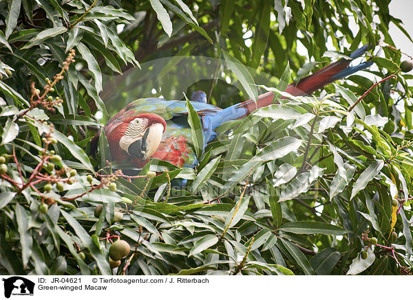 Grnflgelara / Green-winged Macaw / JR-04621